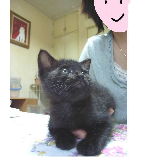かとちゃんさん里親募集.jpg